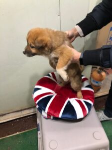 디디동물병원에서 보호중인 유기된 강아지안내드립니다.