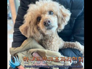 한국동물구조관리협회에서 03월 05일 발견해서 보호하고 있는 강아지 정보입니다.