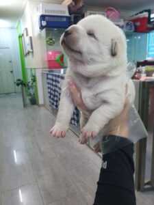 펫앤쉘터동물병원에서 03월 06일 발견해서 보호하고 있는 강아지 정보.