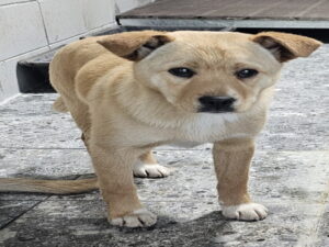 원주시동물보호센터에서 보호중인 유기된 강아지입니다.