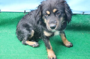 제주 동물보호센터에서 03월 06일 발견해서 보호하고 있는 강아지 정보안내.