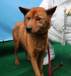 제주 동물보호센터에서 03월 06일 발견해서 보호하고 있는 강아지 정보.