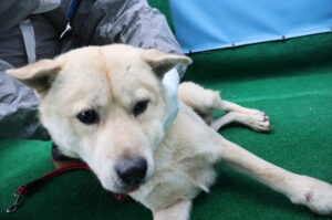 제주 동물보호센터에서 보호중인 유기된 강아지입니다.