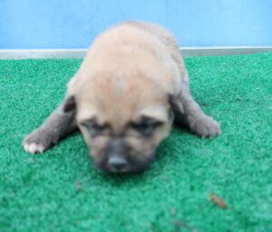 제주 동물보호센터에서 보호하고 있는 유기된 강아지안내드립니다.