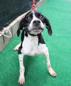 제주 동물보호센터에서 03월 06일 발견해서 보호하고 있는 강아지 정보입니다.