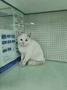 신공항동물병원에서 보호중인 유기된 고양이안내.