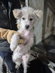 화성동물보호센터에서 03월 07일 발견해서 보호하고 있는 강아지 정보안내.