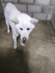 군산유기동물보호센터에서 보호중인 유기된 강아지정보.