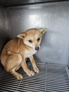 최동물병원에서 03월 07일 발견해서 보호하고 있는 강아지 정보안내.