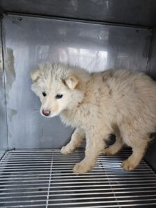 최동물병원에서 03월 07일 발견해서 보호하고 있는 강아지 정보입니다.
