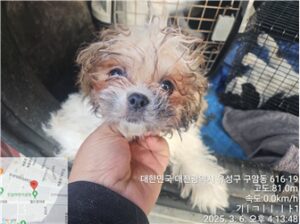 대전동물보호센터에서 03월 07일 발견해서 보호하고 있는 강아지 정보.