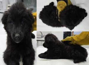 서산시 동물보호센터에서 03월 07일 발견해서 보호하고 있는 강아지 정보.