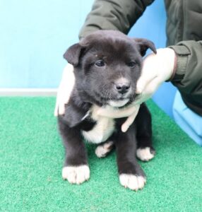 제주 동물보호센터에서 03월 07일 발견해서 보호하고 있는 강아지 정보.