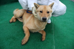 제주 동물보호센터에서 보호하고 있는 유기된 강아지안내합니다.