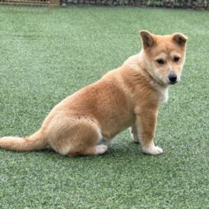 제주 동물보호센터에서 보호하고 있는 유기된 강아지안내.