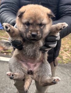 광양시 임시보호소에서 보호중인 유기된 강아지안내.
