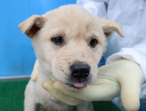 제주 동물보호센터에서 보호중인 유기된 강아지소개합니다.