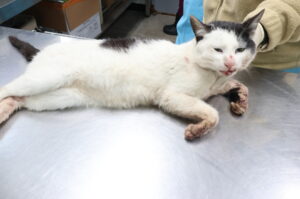 제주 동물보호센터에서 03월 07일 발견해서 보호하고 있는 고양이 정보입니다.