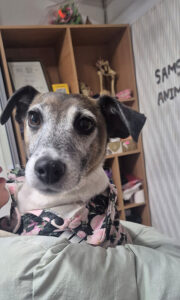 삼산종합동물병원에서 03월 07일 발견해서 보호하고 있는 강아지 정보안내.