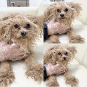 경주동물사랑보호센터에서 보호하고 있는 유기된 강아지입니다.