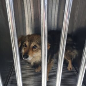 최동물병원에서 03월 08일 발견해서 보호하고 있는 강아지 정보입니다.