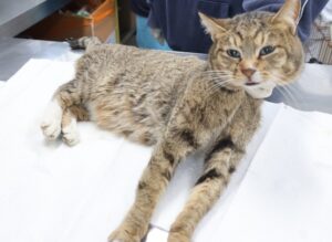 제주 동물보호센터에서 03월 08일 발견해서 보호하고 있는 고양이 정보입니다.