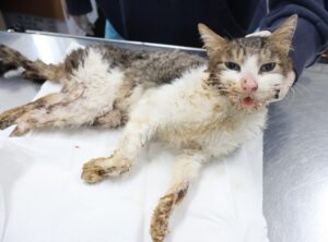 제주 동물보호센터에서 보호하고 있는 유기된 고양이소개합니다.