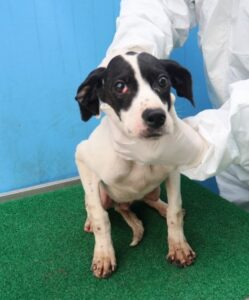 제주 동물보호센터에서 03월 08일 발견해서 보호하고 있는 강아지 정보입니다.