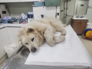 남양주시동물보호센터에서 보호하고 있는 유기된 강아지소개합니다.