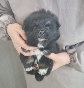최동물병원에서 03월 09일 발견해서 보호하고 있는 강아지 정보입니다.