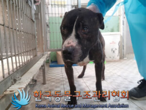 한국동물구조관리협회에서 03월 08일 발견해서 보호하고 있는 강아지 정보.