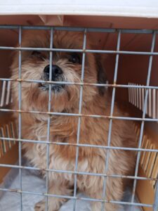거제시유기동물보호소에서 03월 09일 발견해서 보호하고 있는 강아지 정보안내.
