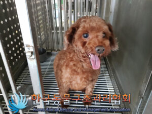 한국동물구조관리협회에서 보호중인 유기된 강아지입니다.