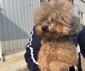 한국야생동물보호협회에서 보호중인 유기된 강아지안내드립니다.