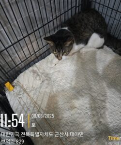 군산유기동물보호센터에서 보호중인 유기된 고양이안내합니다.