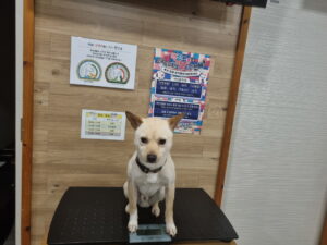 프렌즈동물병원에서 03월 09일 발견해서 보호하고 있는 강아지 정보입니다.