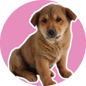 청도군동물보호센터에서 03월 10일 발견해서 보호하고 있는 강아지 정보안내.