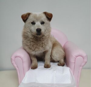 창원유기동물보호소에서 보호하고 있는 유기된 강아지입니다.