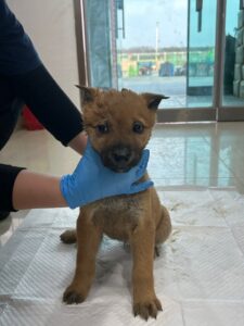 반려동물보호센터에서 03월 10일 발견해서 보호하고 있는 강아지 정보입니다.