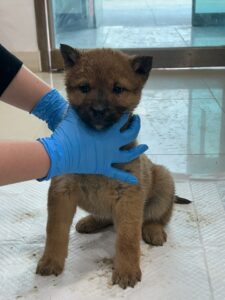 반려동물보호센터에서 03월 10일 발견해서 보호하고 있는 강아지 정보입니다.