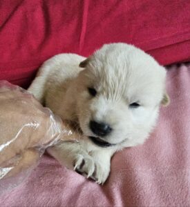 울산유기동물보호센터에서 보호중인 유기된 강아지소개합니다.