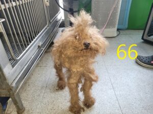 신영재동물병원에서 03월 10일 발견해서 보호하고 있는 강아지 정보입니다.