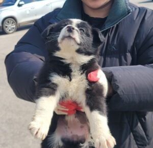 철원군에서 03월 11일 발견해서 보호하고 있는 강아지 정보입니다.