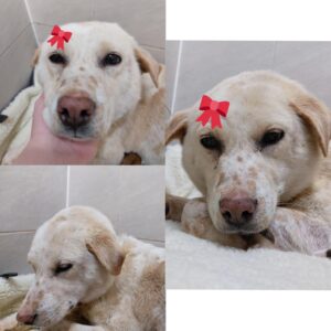 경주동물사랑보호센터에서 보호중인 유기된 강아지안내합니다.