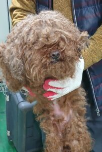 대구유기동물보호협회에서 03월 10일 발견해서 보호하고 있는 강아지 정보입니다.
