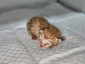 (사)영일동물플러스에서 03월 11일 발견해서 보호하고 있는 고양이 정보안내.