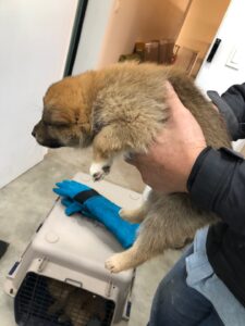 디디동물병원에서 03월 11일 발견해서 보호하고 있는 강아지 정보안내.