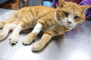 제주 동물보호센터에서 보호중인 유기된 고양이안내합니다.