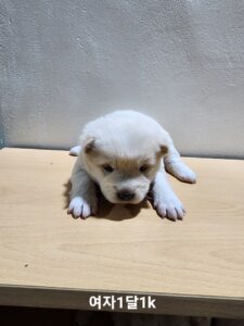 옥천동물병원에서 보호중인 유기된 강아지안내합니다.