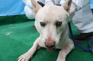 제주 동물보호센터에서 보호하고 있는 유기된 강아지안내.
